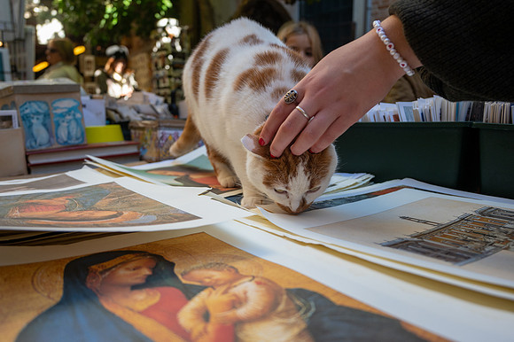 Poster cat