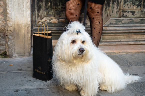 Fashionista Dog